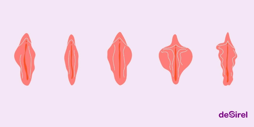 Vagina-Typen, Schamlippen-Formen & Körperakzeptanz | Desirel.ch Sexshop